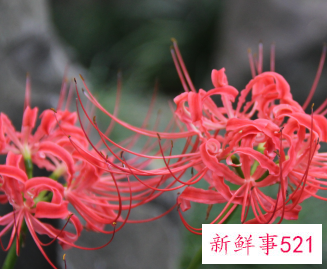 彼岸花代表什么