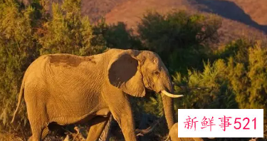 做梦梦见两只大象是什么意思