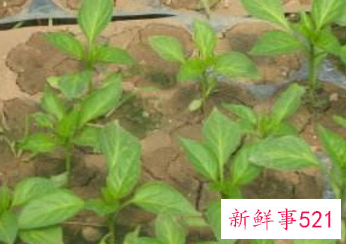 辣椒育苗到结果需要多长时间