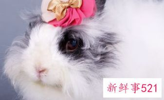 哪种小宠物干净好养没有味