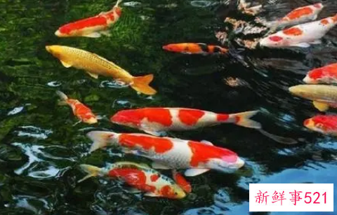 养鲤鱼的水有什么要求