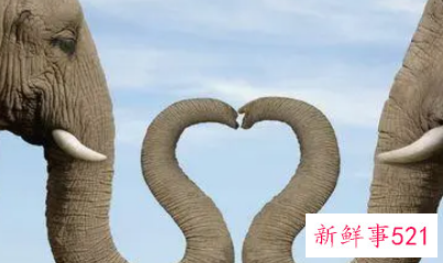 做梦梦见两只大象是什么意思