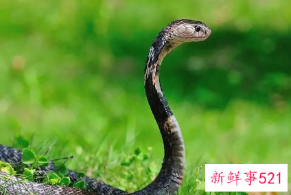 女人梦见蛇追是胎梦吗