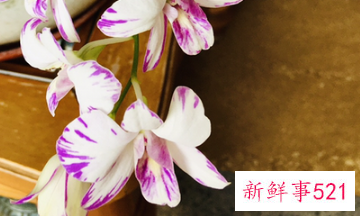 名字好听的植物