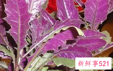 血皮菜的功效与作用