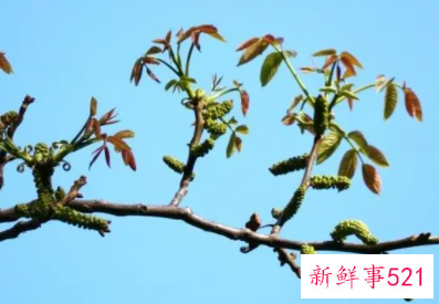 梦见核桃树开花是什么意思