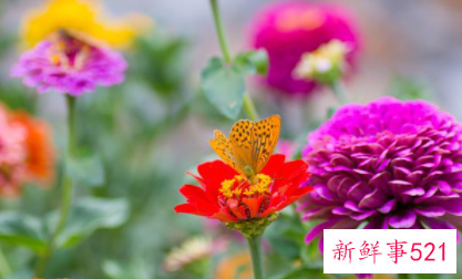 伶牙俐齿能说会道星座女