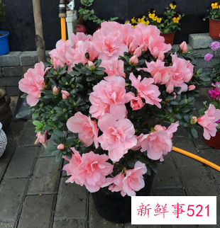 春节家里摆什么花喜庆