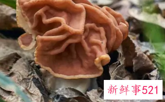 不能吃的菌子有哪些