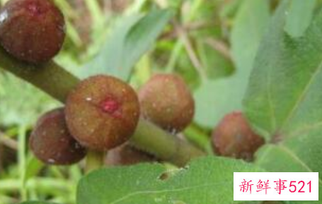 五指毛桃禁忌食物中毒