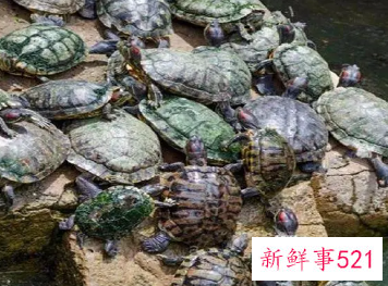 梦见成群乌龟是什么意思