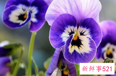 八月能给射手座带来好运的花