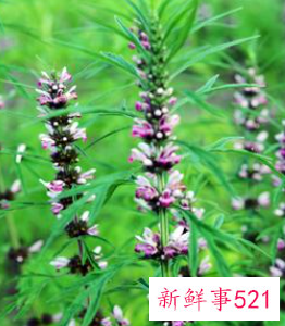 怀孕初期吃什么食物容易流产