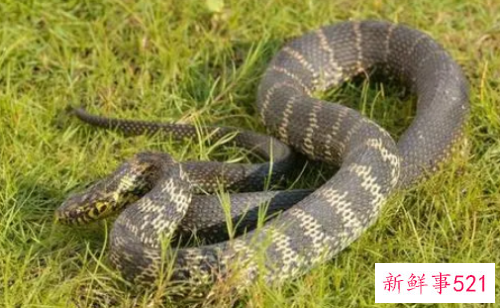 孕妇梦见半条蛇是什么意思