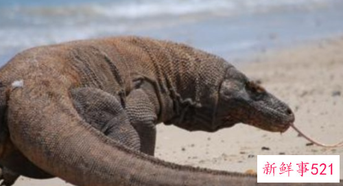 什么动物咬合力最大