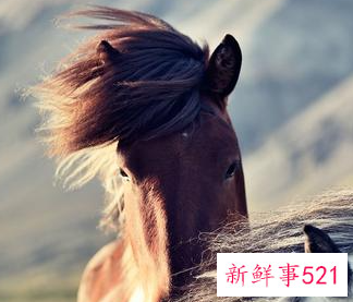 属马的人怎么取名