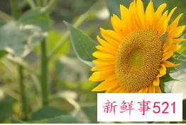 向日葵花盘煮水的功效