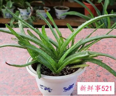 自家养的芦荟怎样护肤