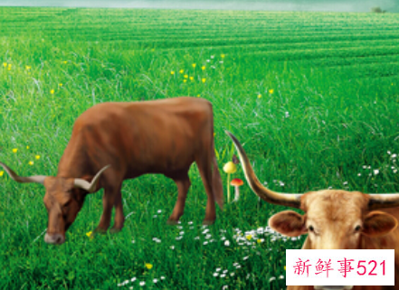 属牛人2021全年运势