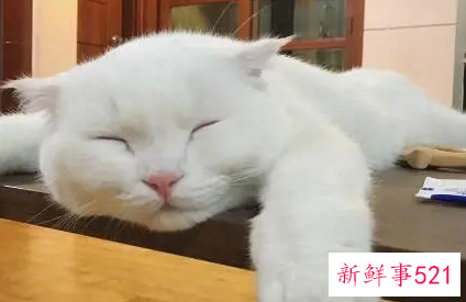 喜欢晒猫猫狗狗的心情说说