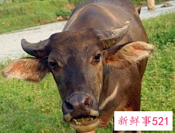 梦见一头牛发怒是什么意思