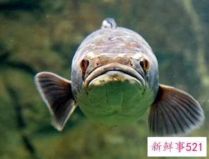 梦见抓黑鱼什么意思