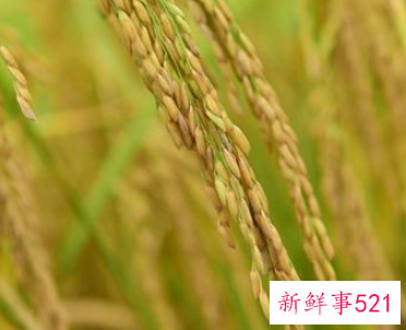 梦见稻谷长得很矮是什么意思