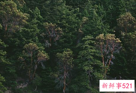 梦见很多树木很茂盛