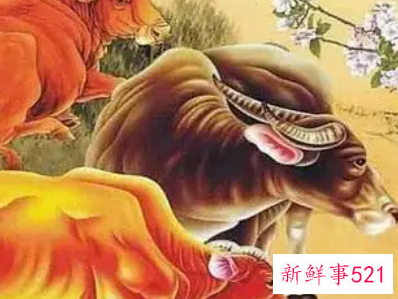 属猪女和属牛男的合不合