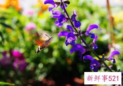 伶牙俐齿能说会道星座女