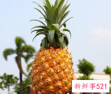 泰国小菠萝是什么季节的水果