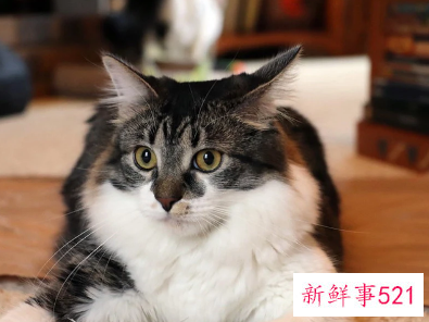 土耳其四耳猫猫在网上走红