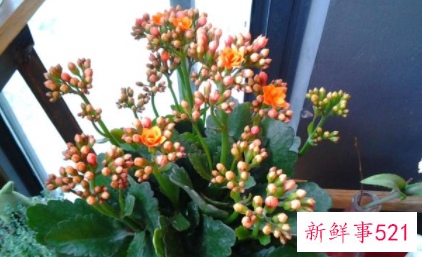 春节家里摆什么花喜庆