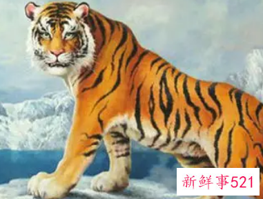 为什么属虎的女人不好