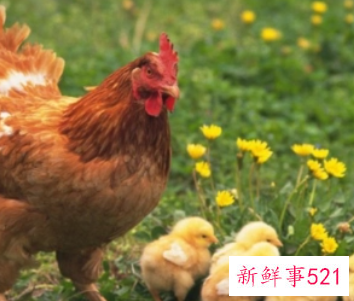 梦见什么是大吉之兆的