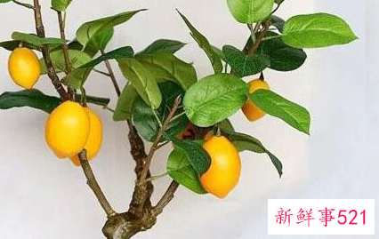 养殖的盆栽柠檬树黄叶怎么办