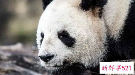 八月狮子座财运预报