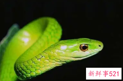 女人梦见蛇追是胎梦吗