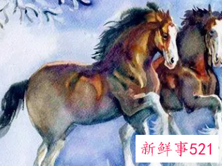 属马用什么名字旺财