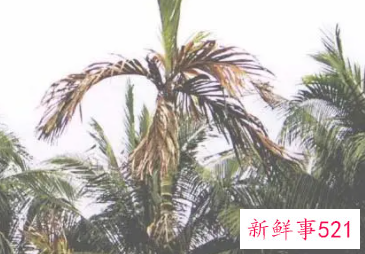 治槟榔黄化病的唯一有效药