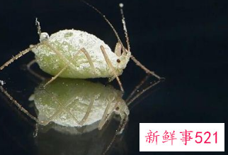 梦见自己有虱子周公解梦