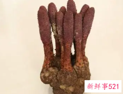 锁阳的作用与功效