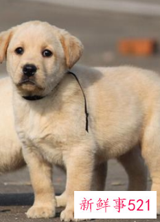 哪种小宠物干净好养没有味