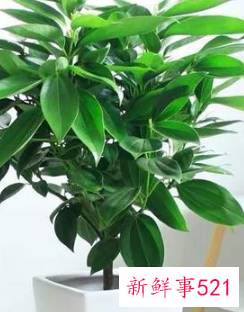 名字好听的植物