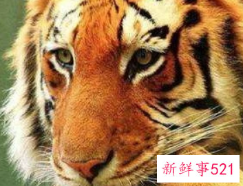 为什么属虎的女人不好