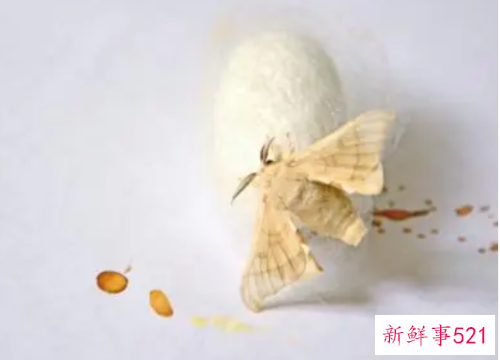 梦见蚕娥有什么征兆