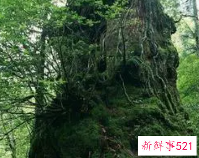 梦见树藤是什么意思