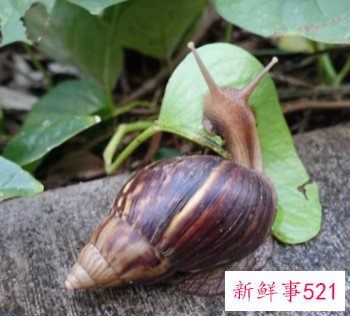 雨后路边出现的大蜗牛千万别碰