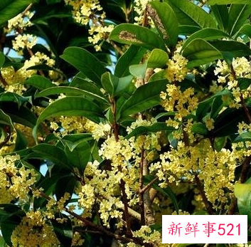 适合女生长期喝的茶