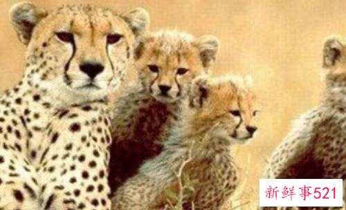 梦见猎豹有什么征兆